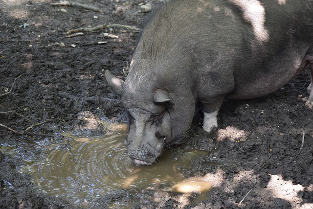 亚冠精英赛积分榜：成都和海港仍列10和12位，町田升至次席